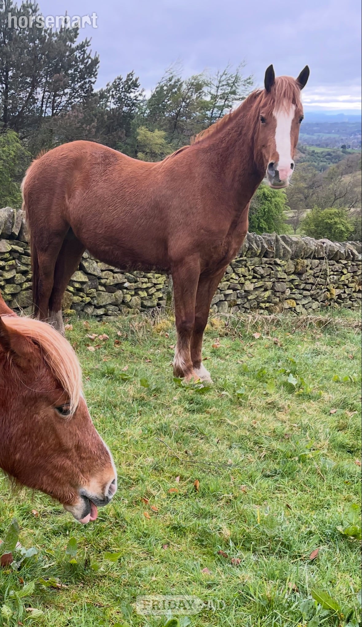 "Molly" Chestnut Mare Project Horse
