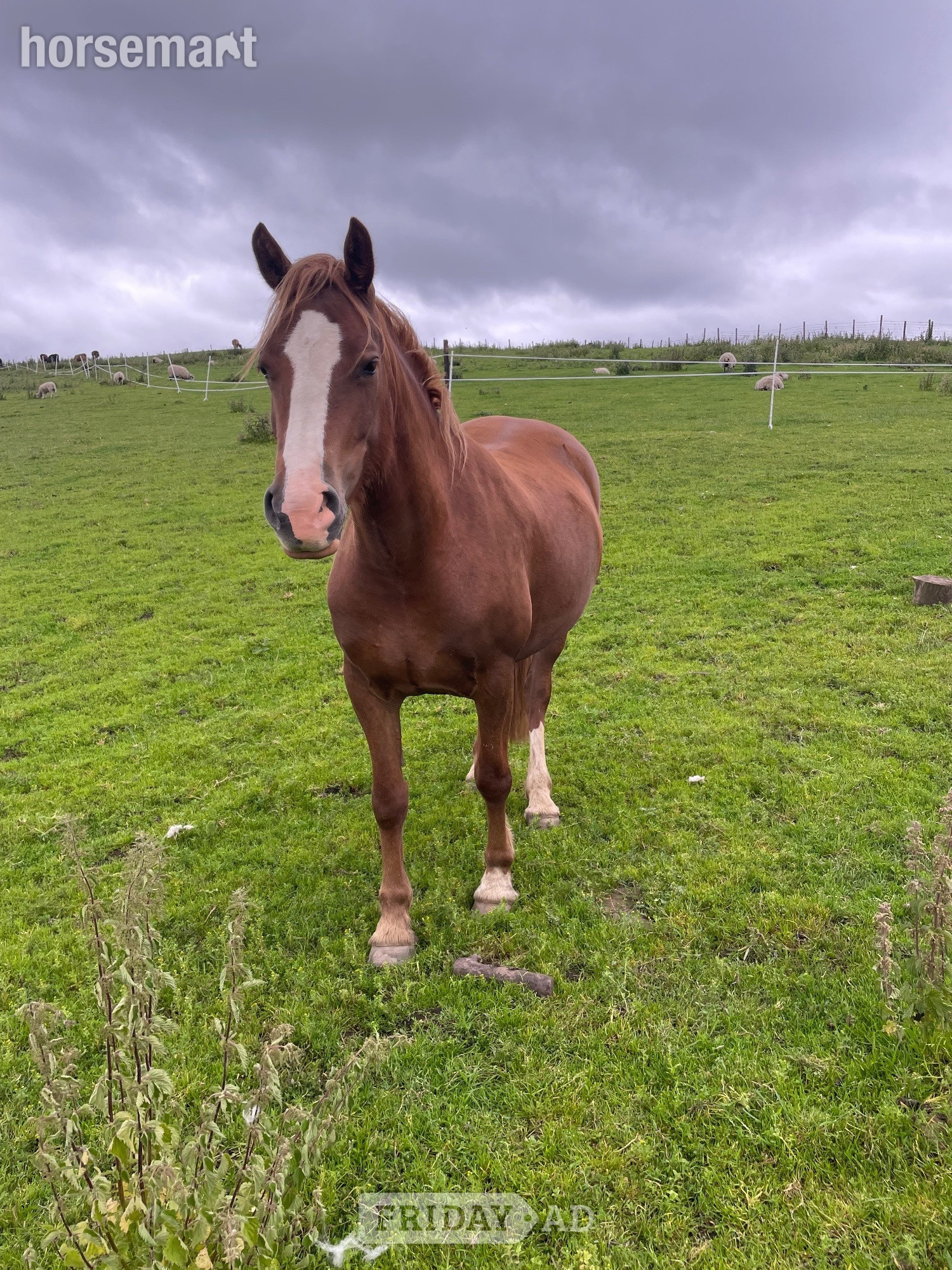 Bollington "Molly" Chestnut Mare Project Horse