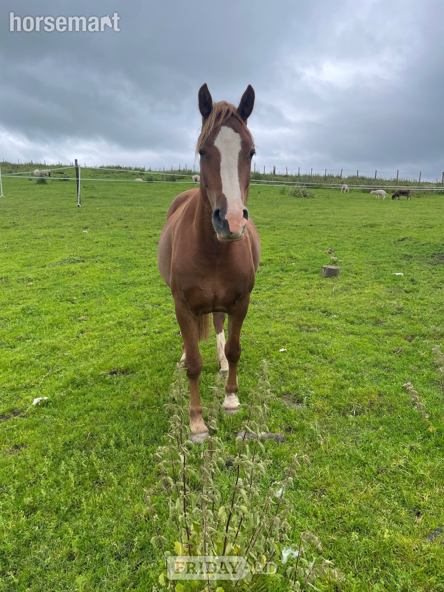 "Molly" Chestnut Mare Project Horse - Horses in Bollington