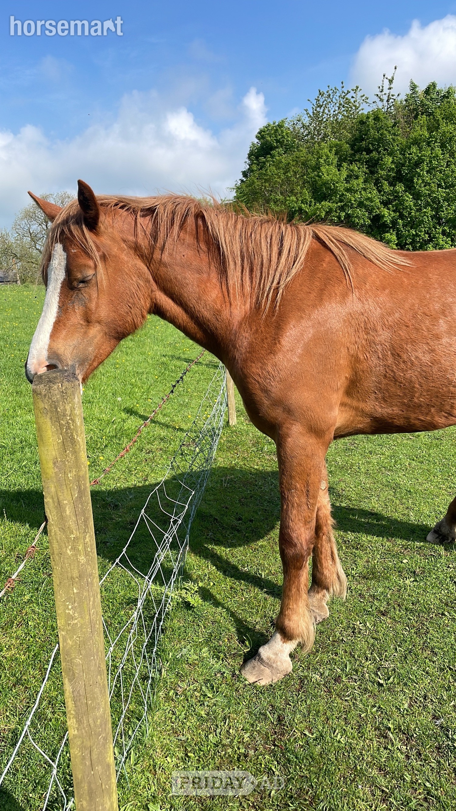 "Molly" Chestnut Mare Project Horse - Horses