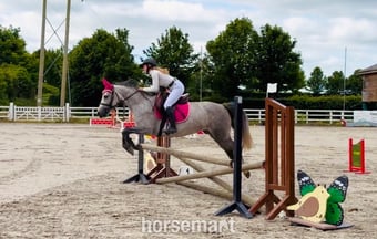 "Rosie: sensible, experienced, gentle and brave ponyclub dream" Dapple Grey Mare Pony Club Pony