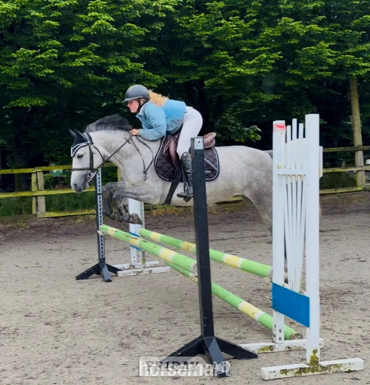 "Rosie: sensible, experienced, gentle and brave ponyclub dream" Dapple Grey Mare Pony Club Pony