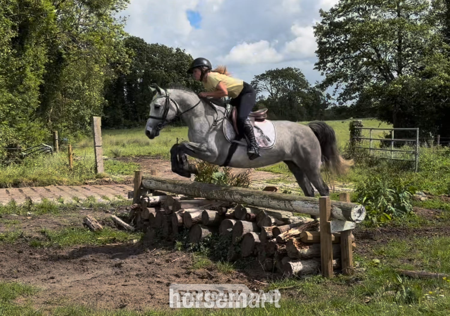 "Rosie: sensible, experienced, gentle and brave ponyclub dream" Dapple Grey Mare Pony Club Pony - Horses in Raheen