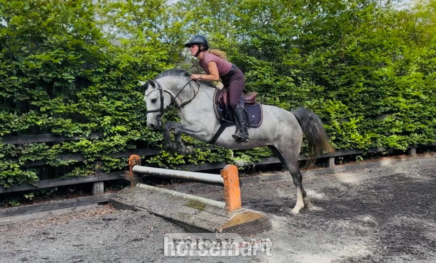 Raheen "Rosie: sensible, experienced, gentle and brave ponyclub dream" Dapple Grey Mare Pony Club Pony