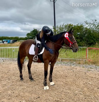 "Anastasia " Bay Mare Happy Hacker