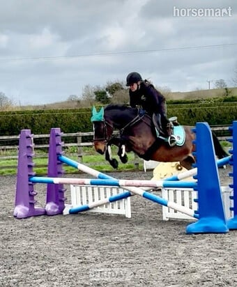"Anastasia " Bay Mare Happy Hacker