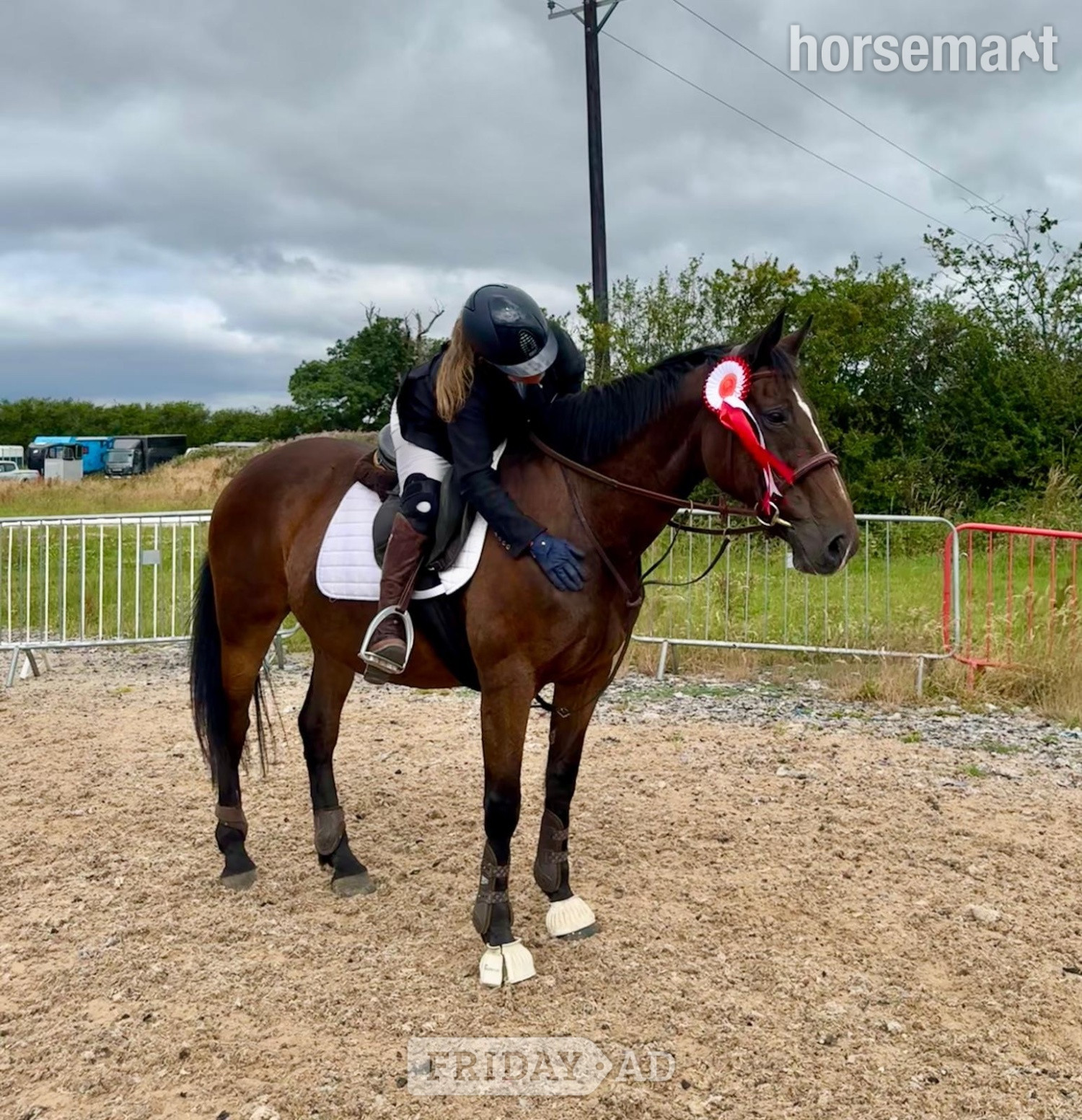 "Anastasia " Bay Mare Happy Hacker in Telford