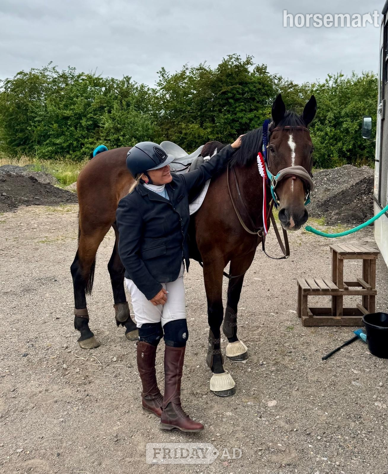 "Anastasia " Bay Mare Happy Hacker