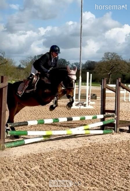 "Anastasia " Bay Mare Happy Hacker - Horses in Telford