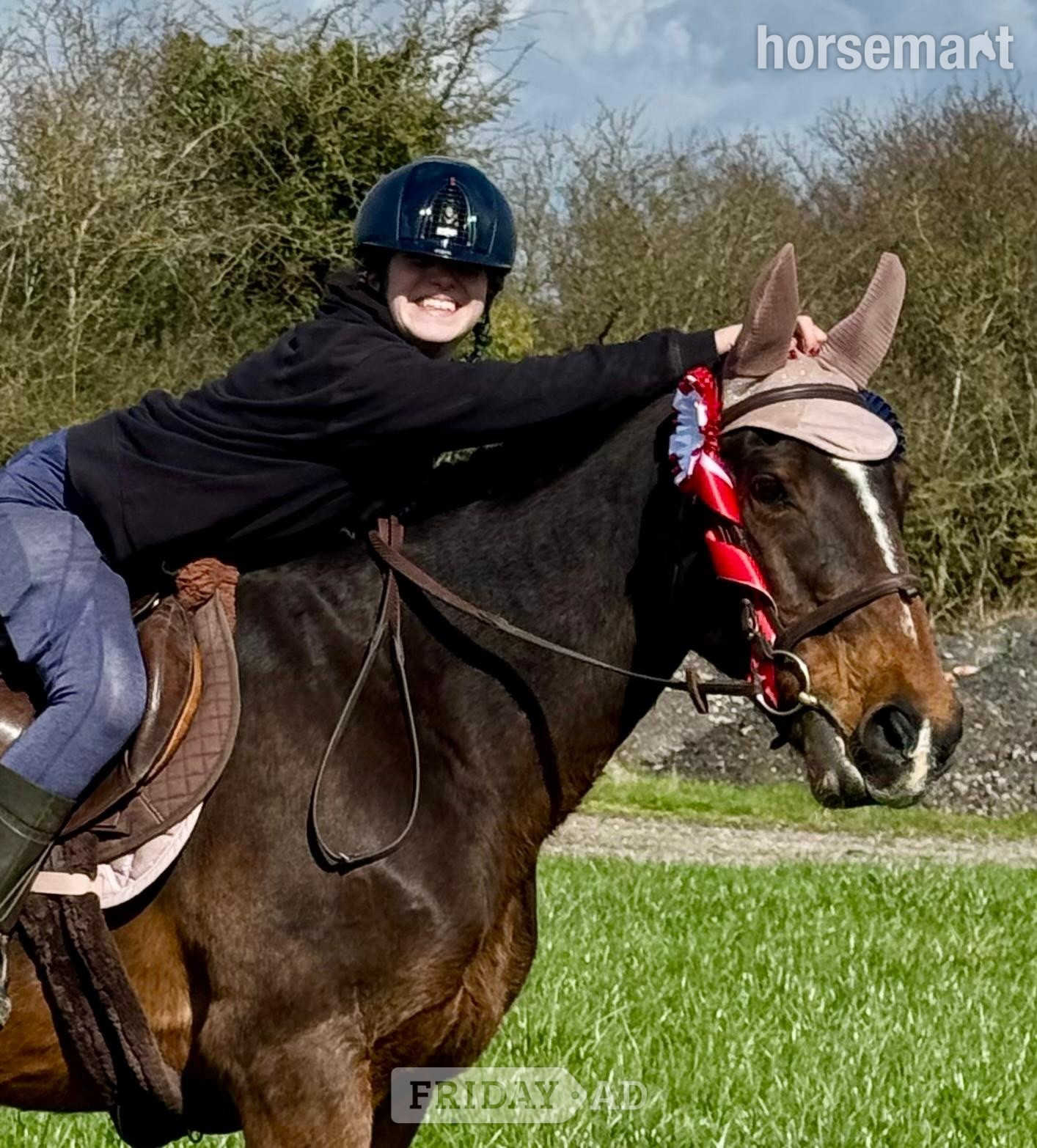 "Anastasia " Bay Mare Happy Hacker - Horses