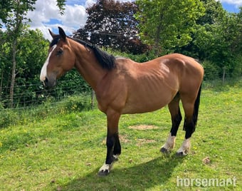 "Put On The Oak (17hh plus)" Bay Gelding All Rounder