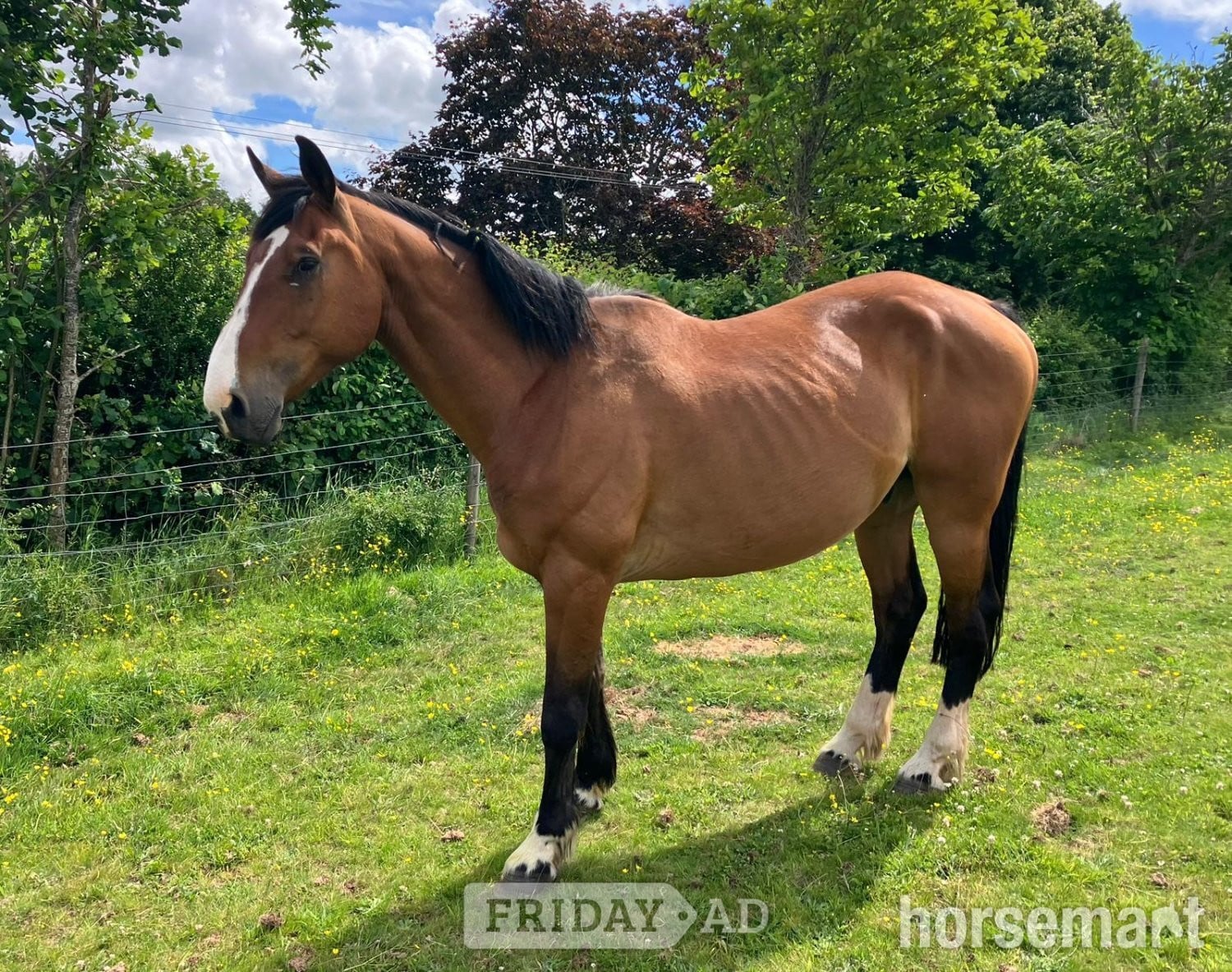 "Put On The Oak (17hh plus)" Bay Gelding All Rounder in Crediton