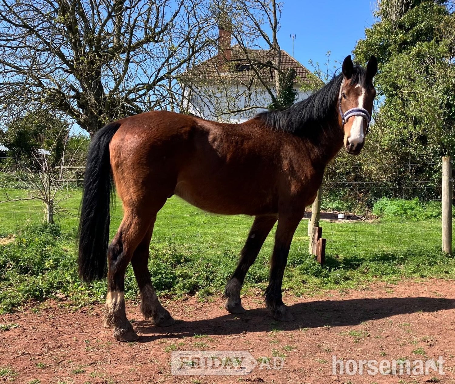 "Put On The Oak (17hh plus)" Bay Gelding All Rounder