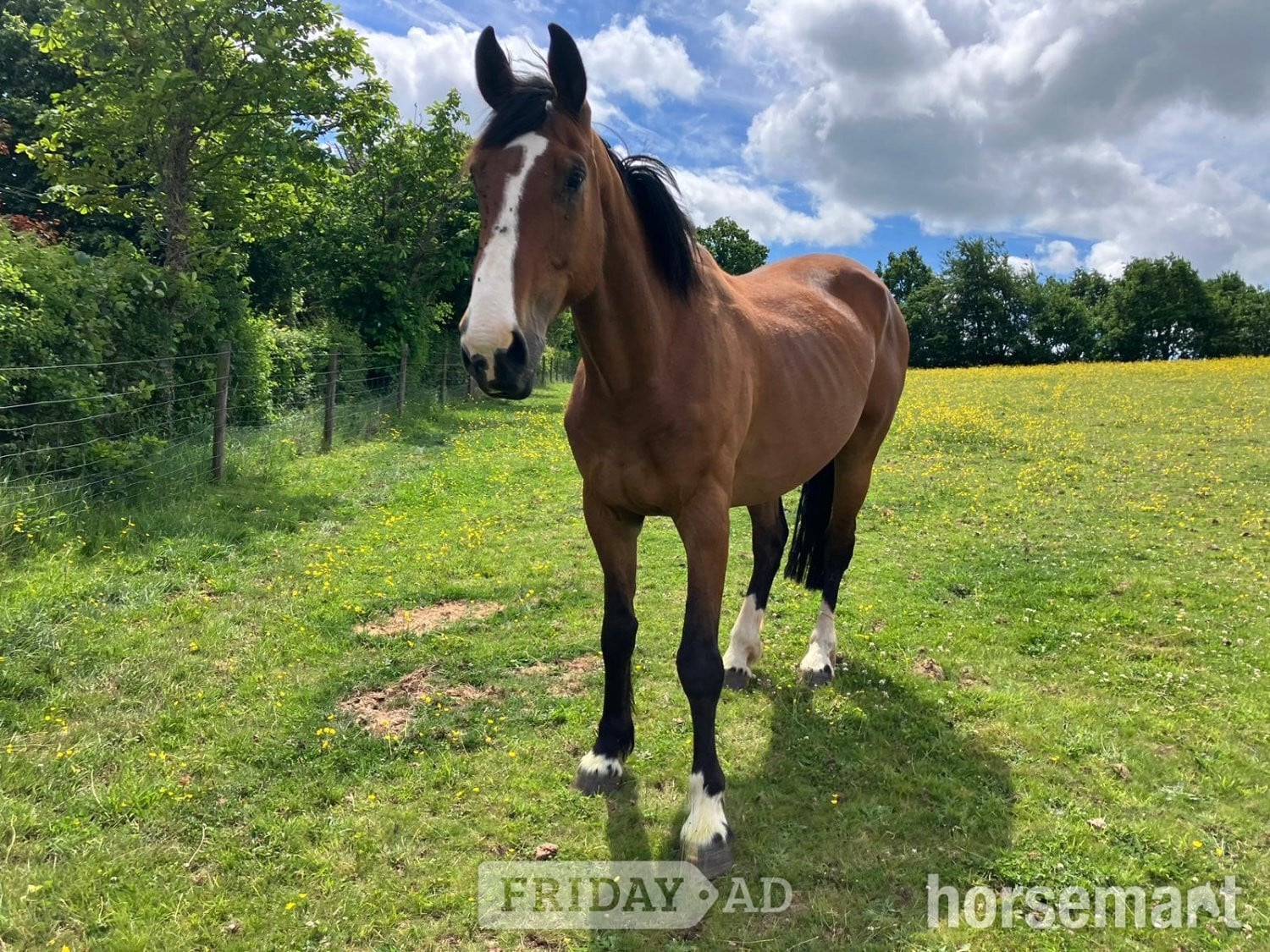 Crediton "Put On The Oak (17hh plus)" Bay Gelding All Rounder