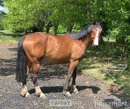 "Put On The Oak (17hh plus)" Bay Gelding All Rounder - Horses in Crediton