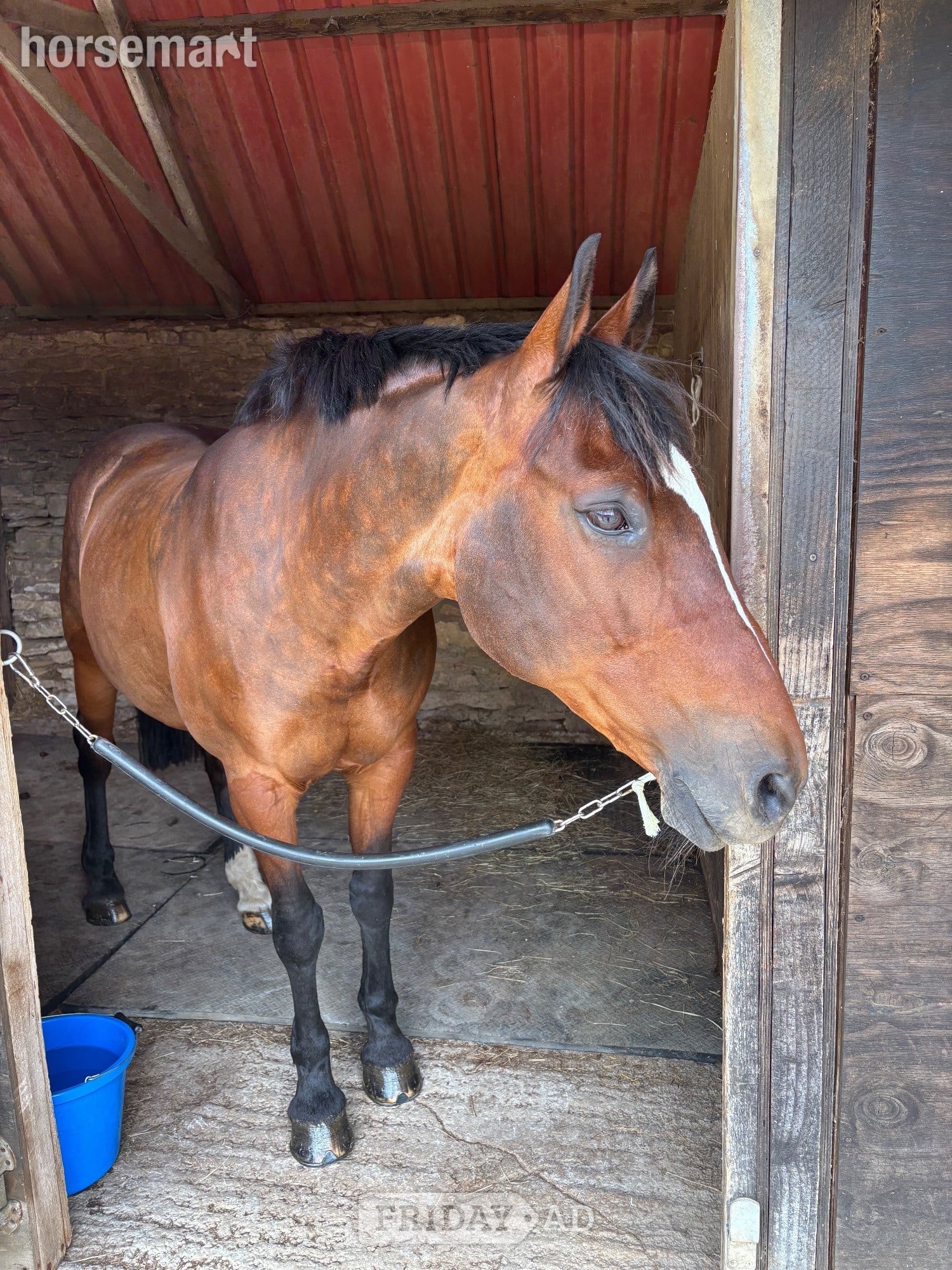 Gorgeous mare for loan/share in Oxford
