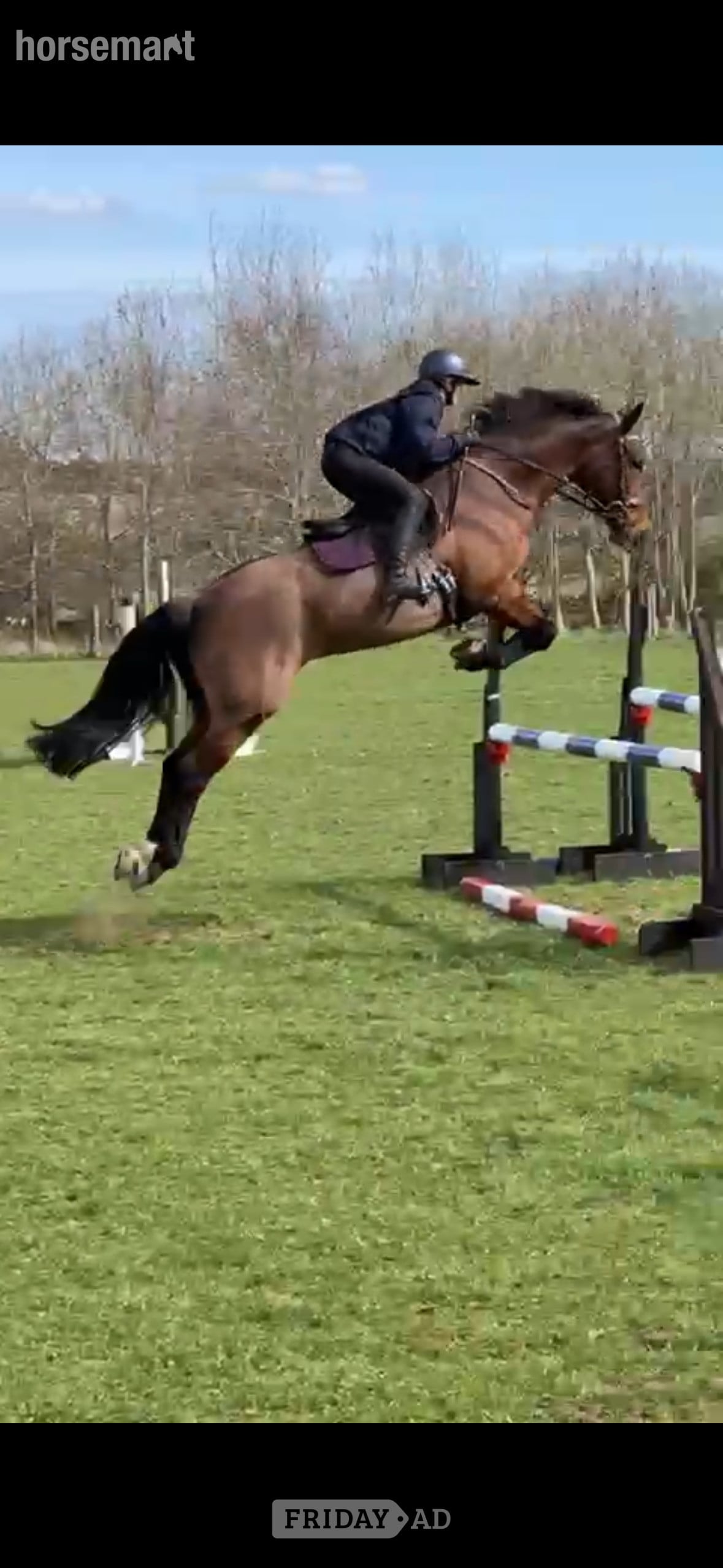 Gorgeous mare for loan/share