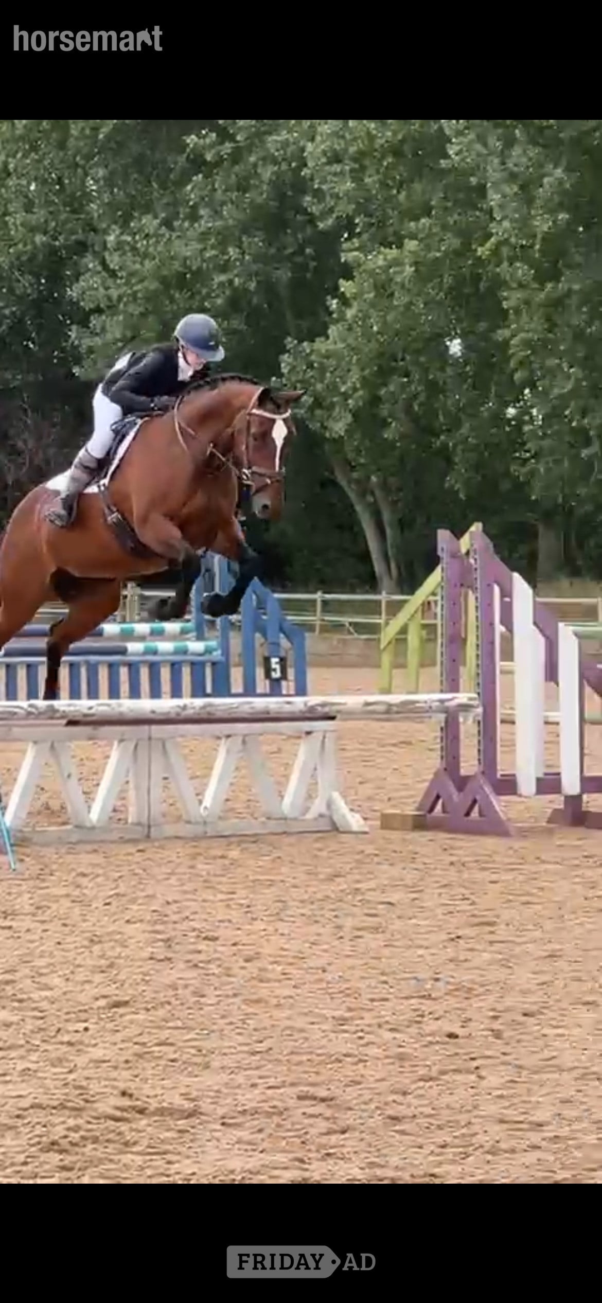 Oxford Gorgeous mare for loan/share