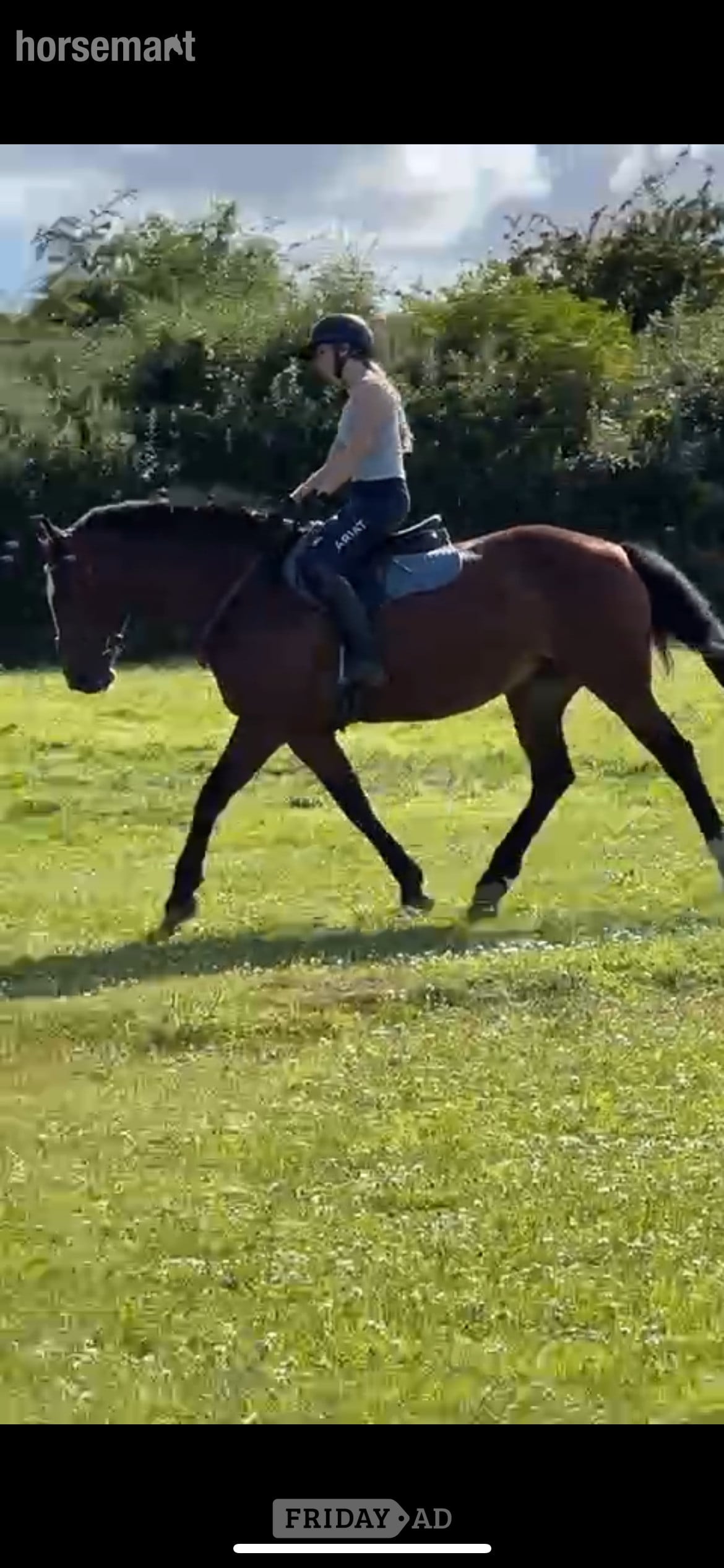 Gorgeous mare for loan/share - Horses in Oxford