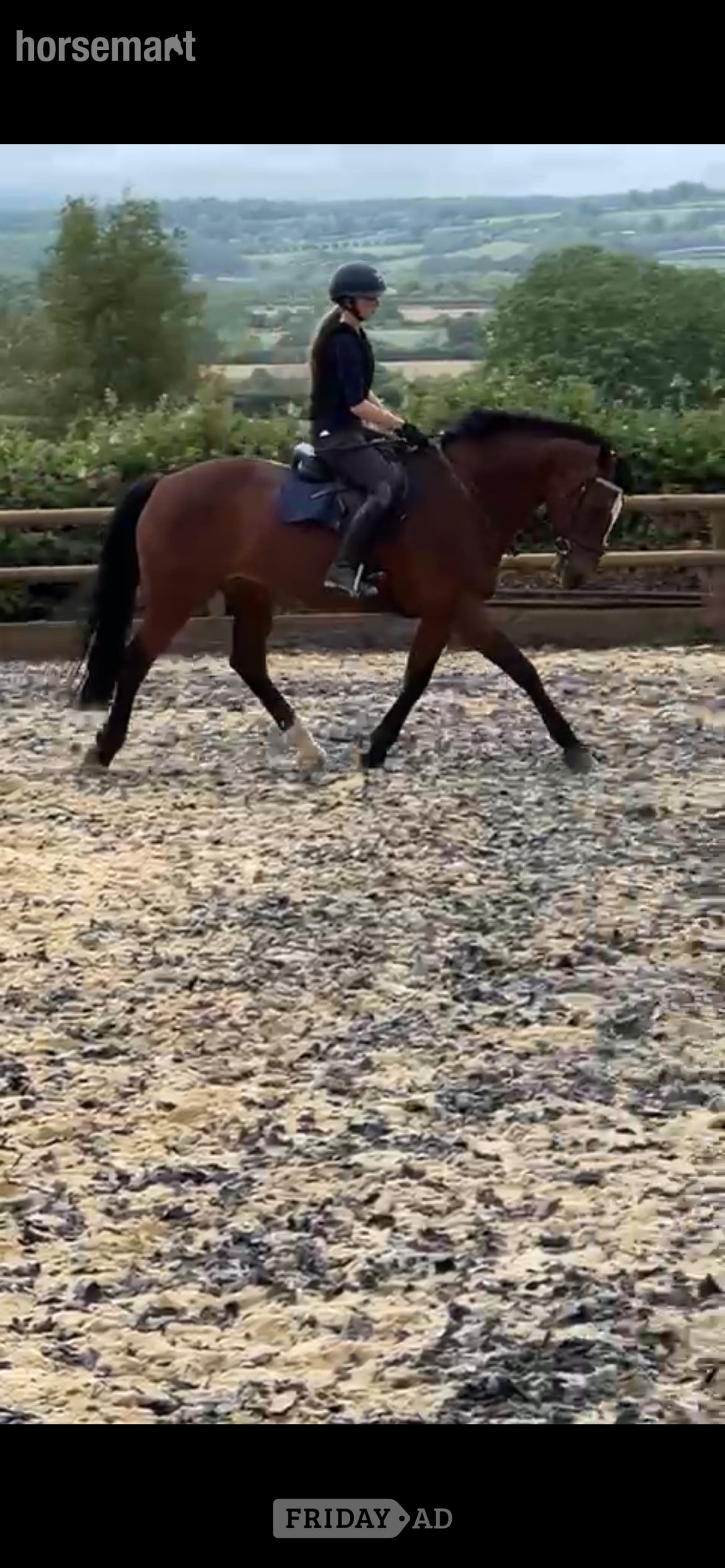 Gorgeous mare for loan/share - Horses