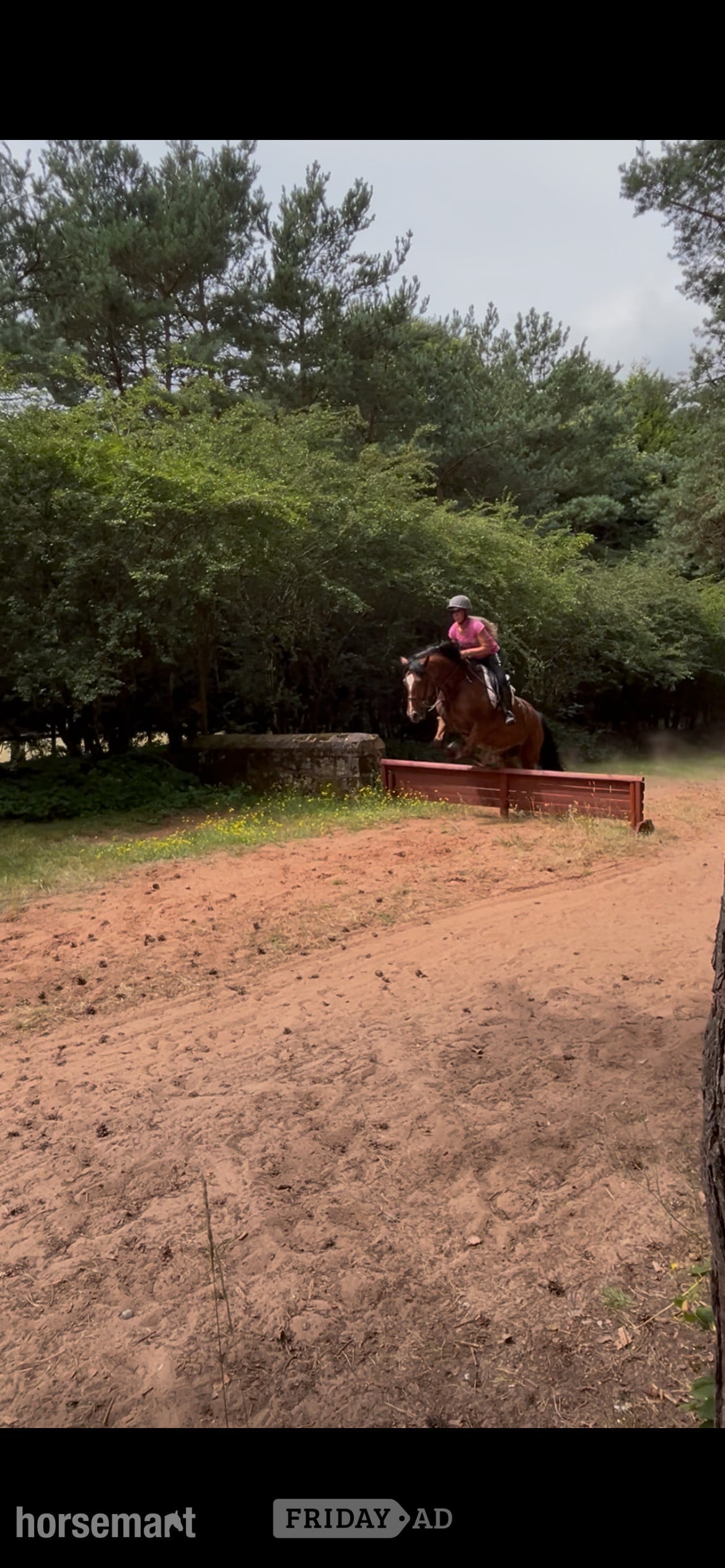 "Pantyfid regrett (.Reggie)" Bay Gelding All Rounder in Kidderminster