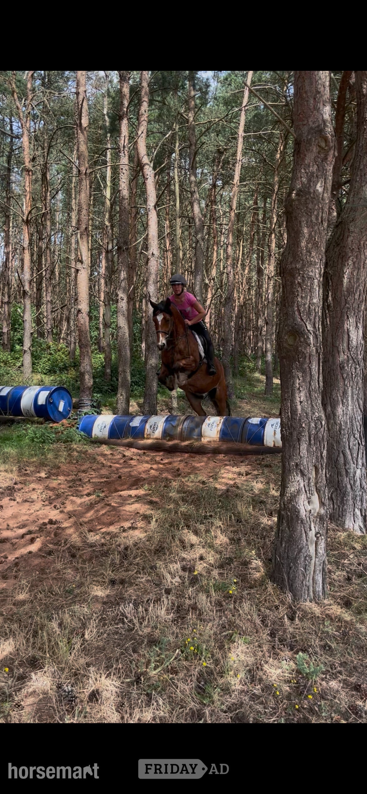 "Pantyfid regrett (.Reggie)" Bay Gelding All Rounder