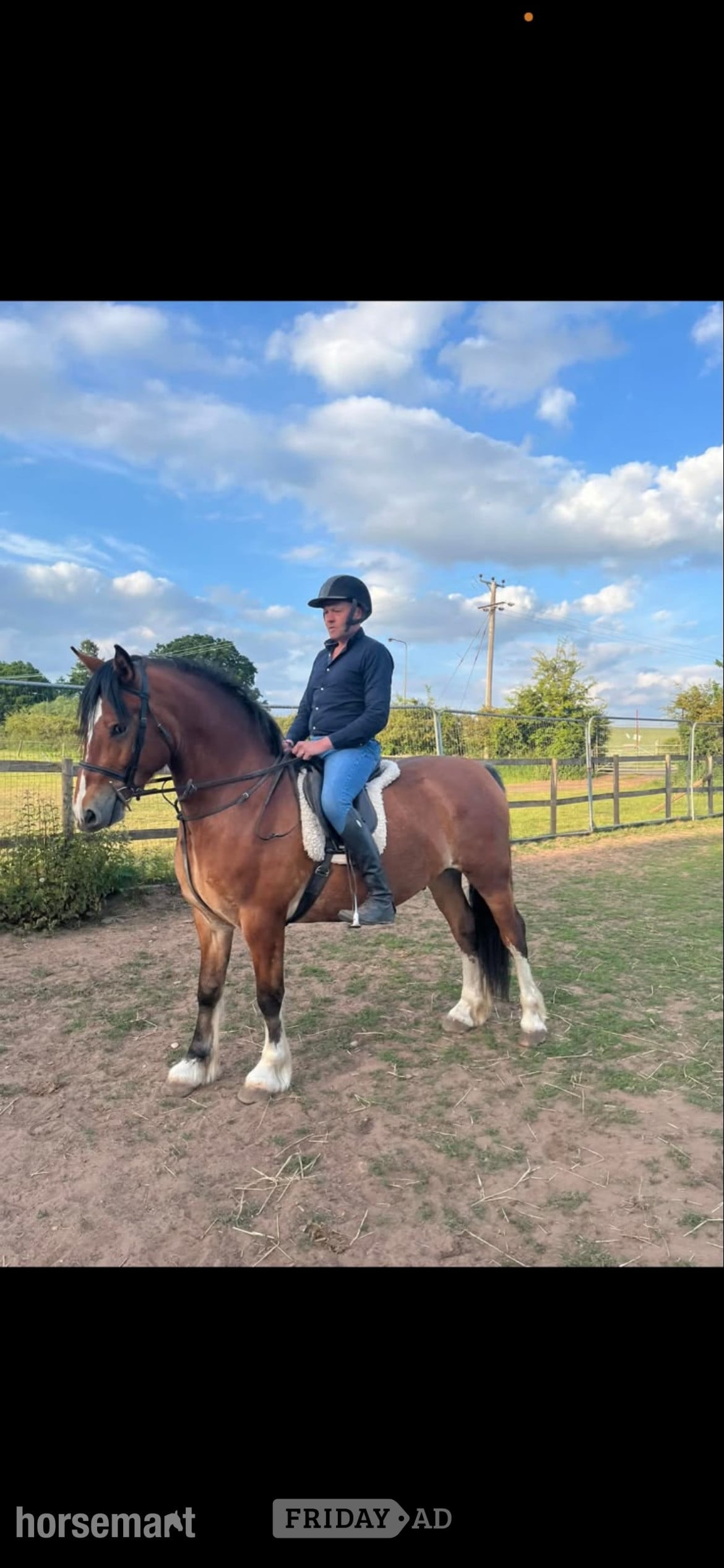 Kidderminster "Pantyfid regrett (.Reggie)" Bay Gelding All Rounder
