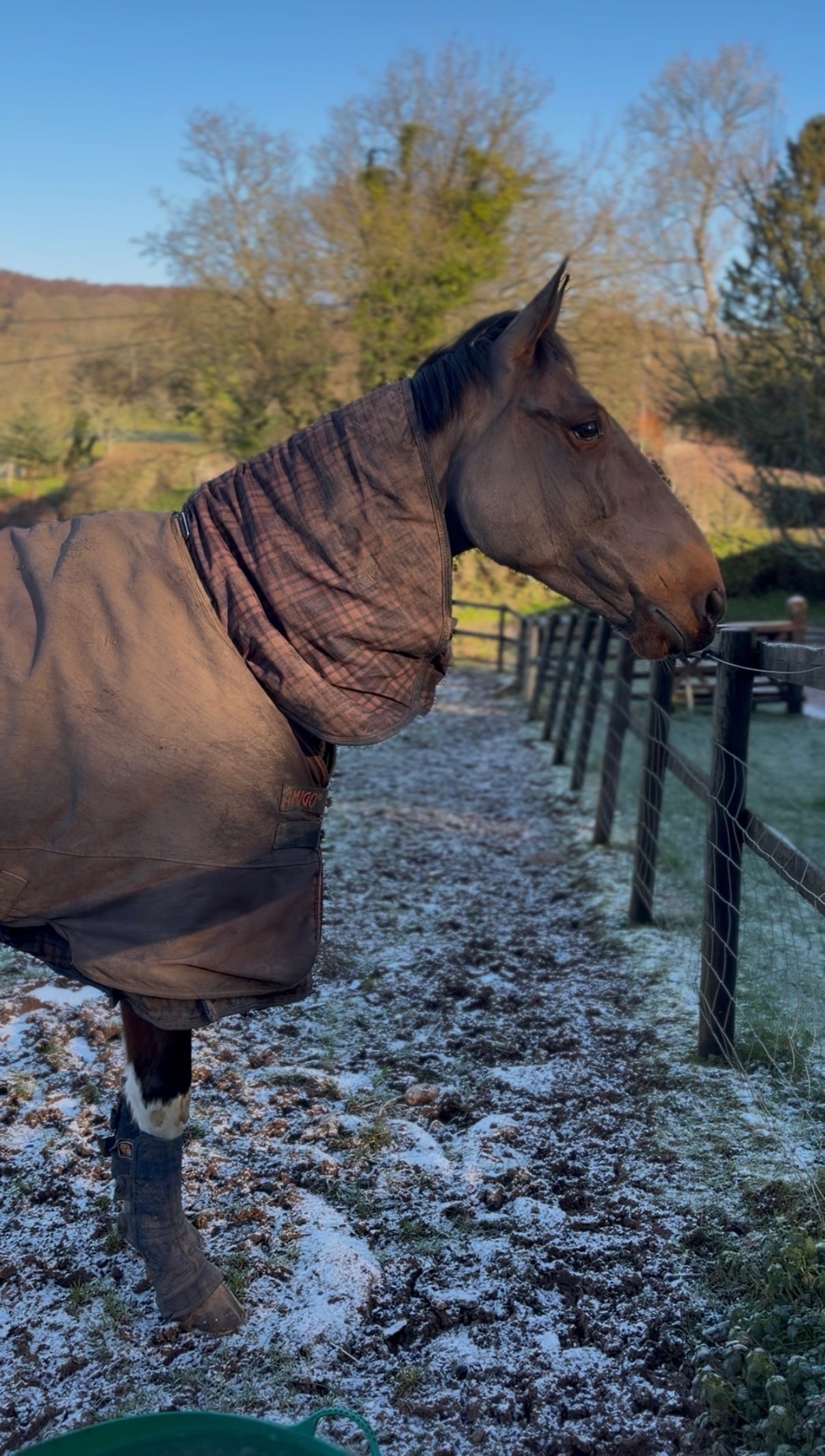"Joey " Bay Gelding Project Horse