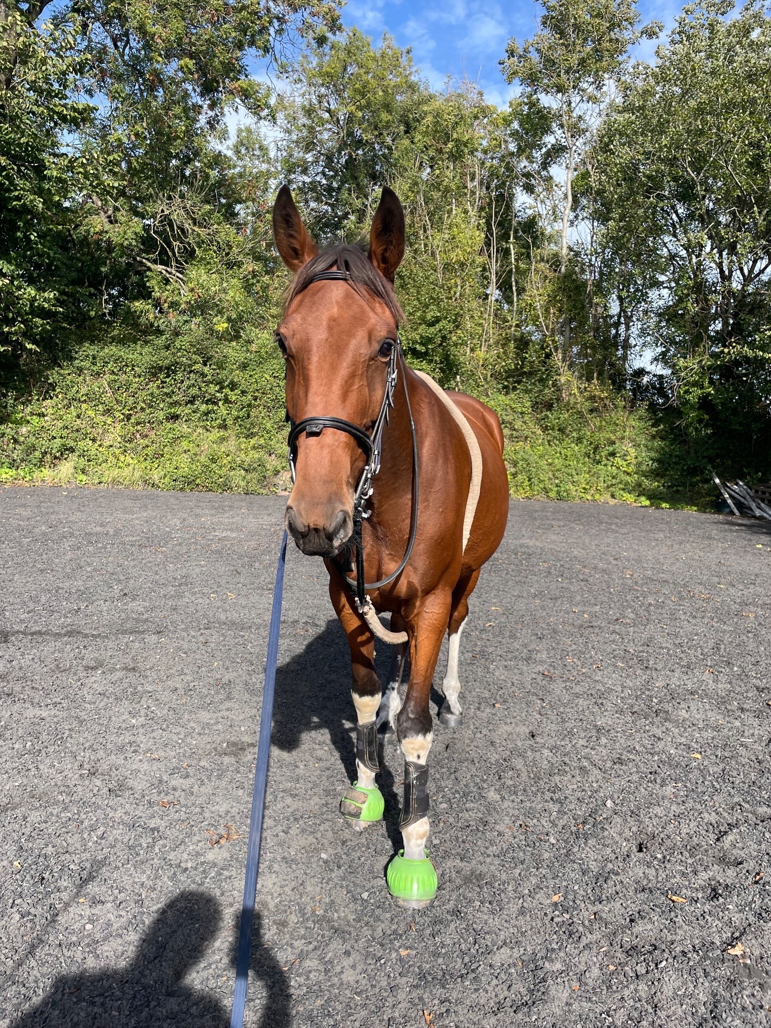 Llanvaches "Joey " Bay Gelding Project Horse