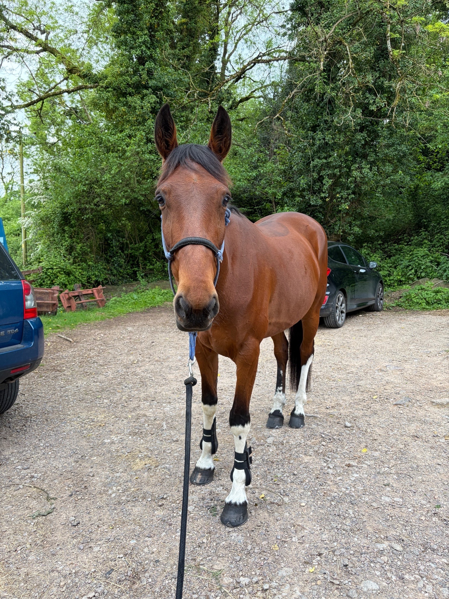 "Joey " Bay Gelding Project Horse - Horses in Llanvaches