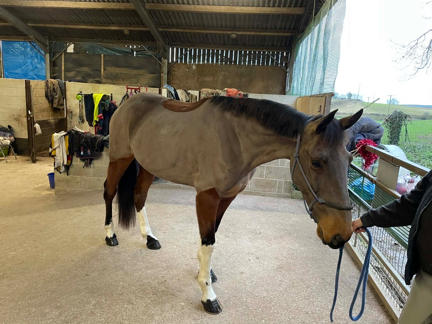 "Joey " Bay Gelding Project Horse - Horses