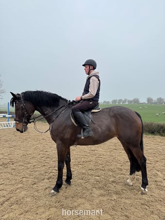 "LEVITA PROOSTHOF Z" Bay Mare All Rounder