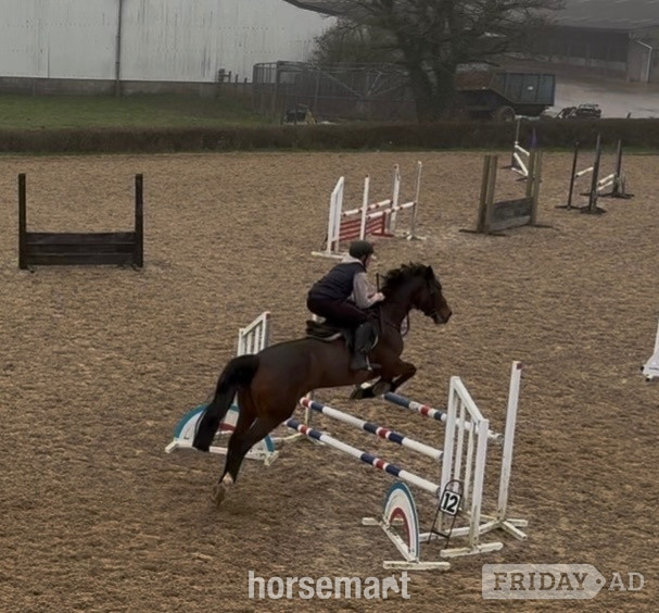 "LEVITA PROOSTHOF Z" Bay Mare All Rounder