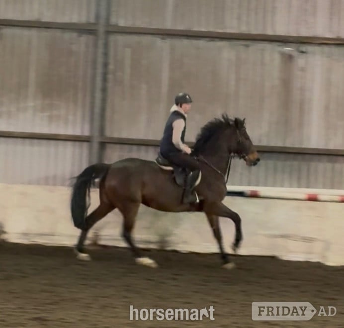 Pontypridd "LEVITA PROOSTHOF Z" Bay Mare All Rounder
