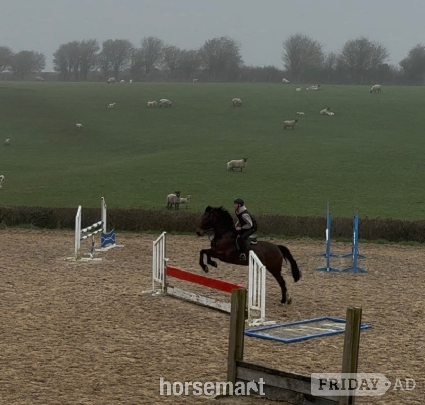 "LEVITA PROOSTHOF Z" Bay Mare All Rounder - Horses in Pontypridd