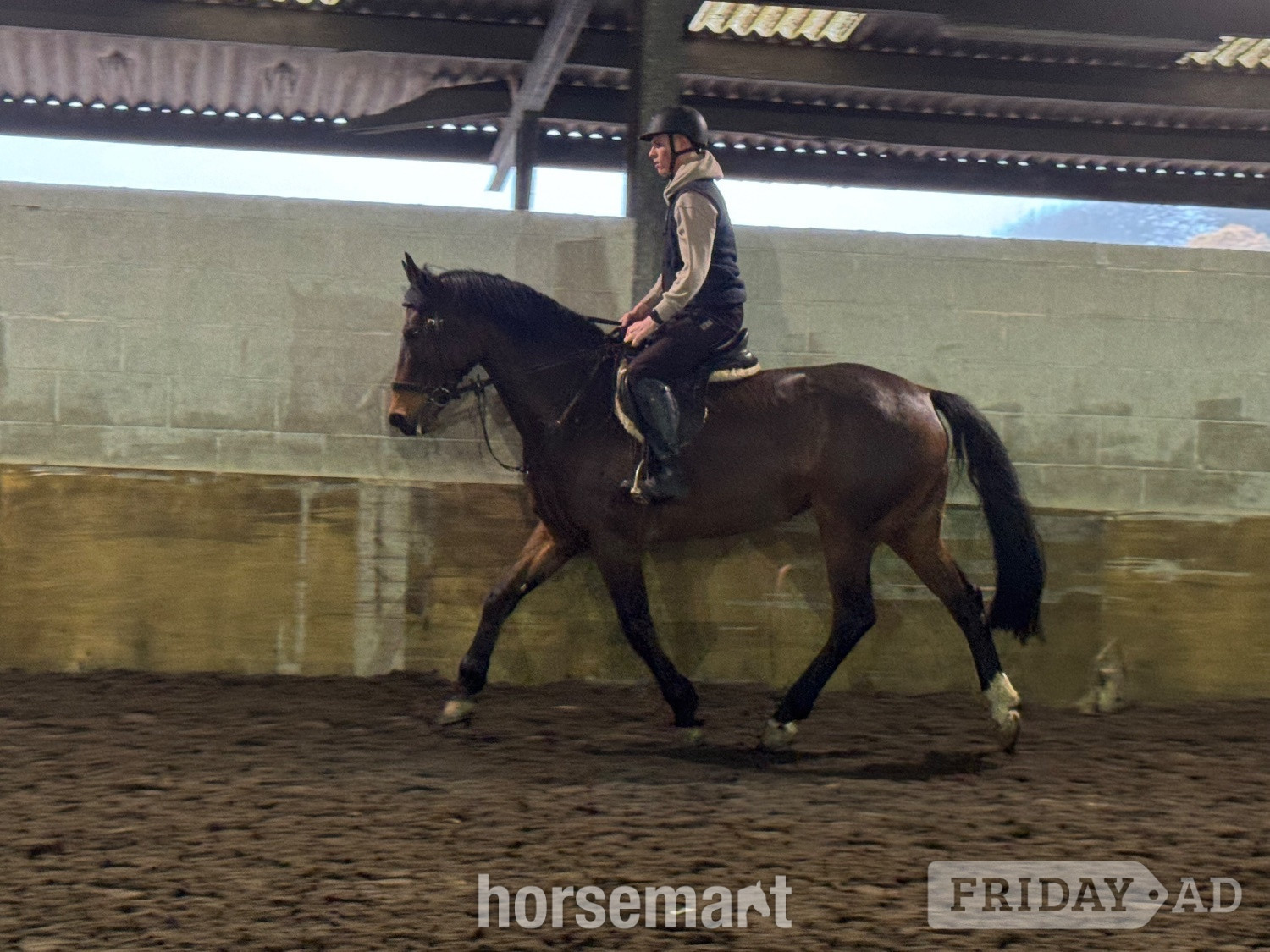 "LEVITA PROOSTHOF Z" Bay Mare All Rounder - Horses