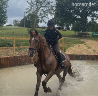 "Fanta " Chestnut Gelding All Rounder