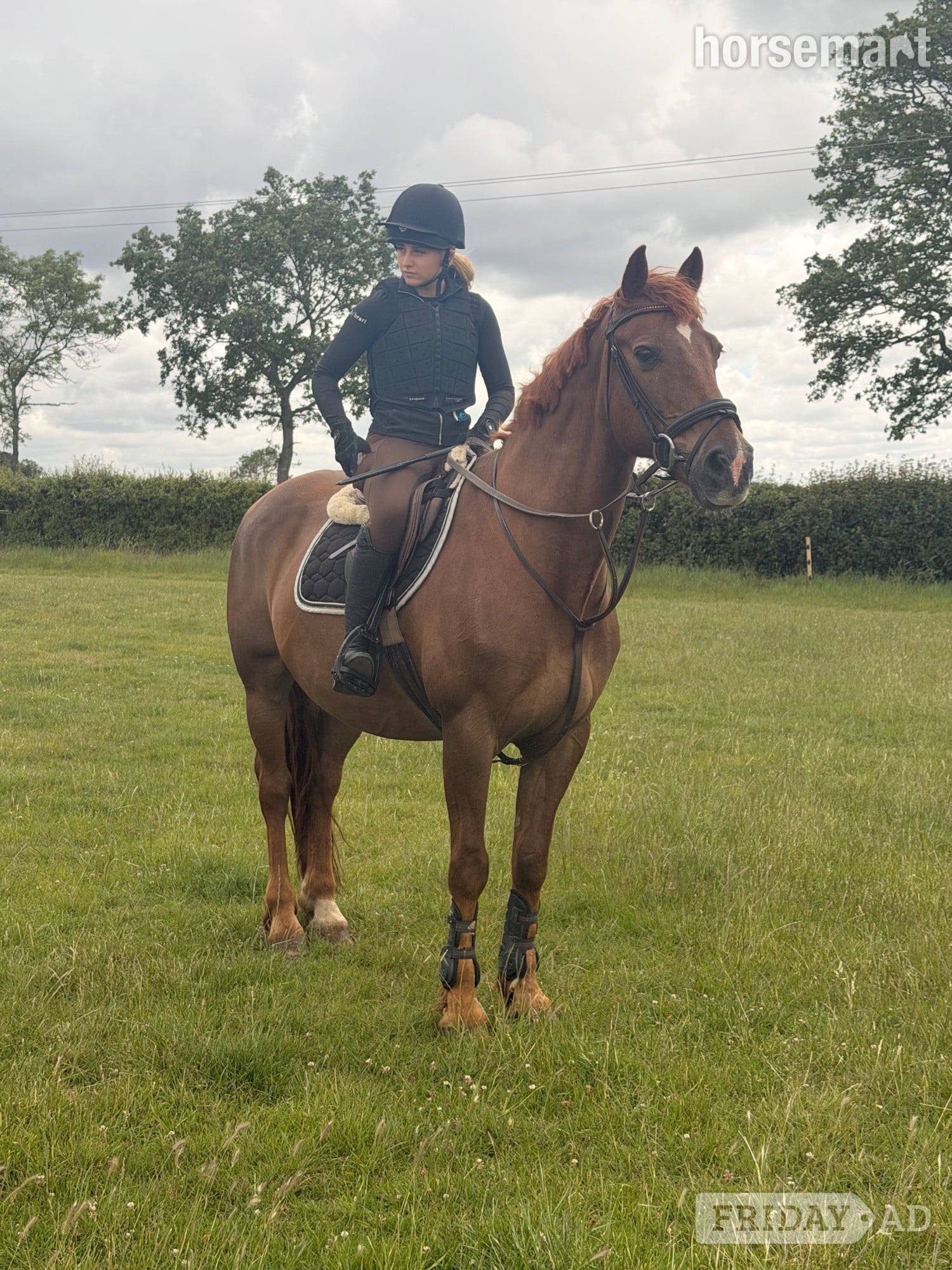 "Fanta " Chestnut Gelding All Rounder