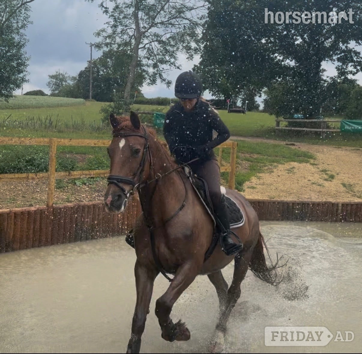 "Fanta " Chestnut Gelding All Rounder in Bowers Gifford