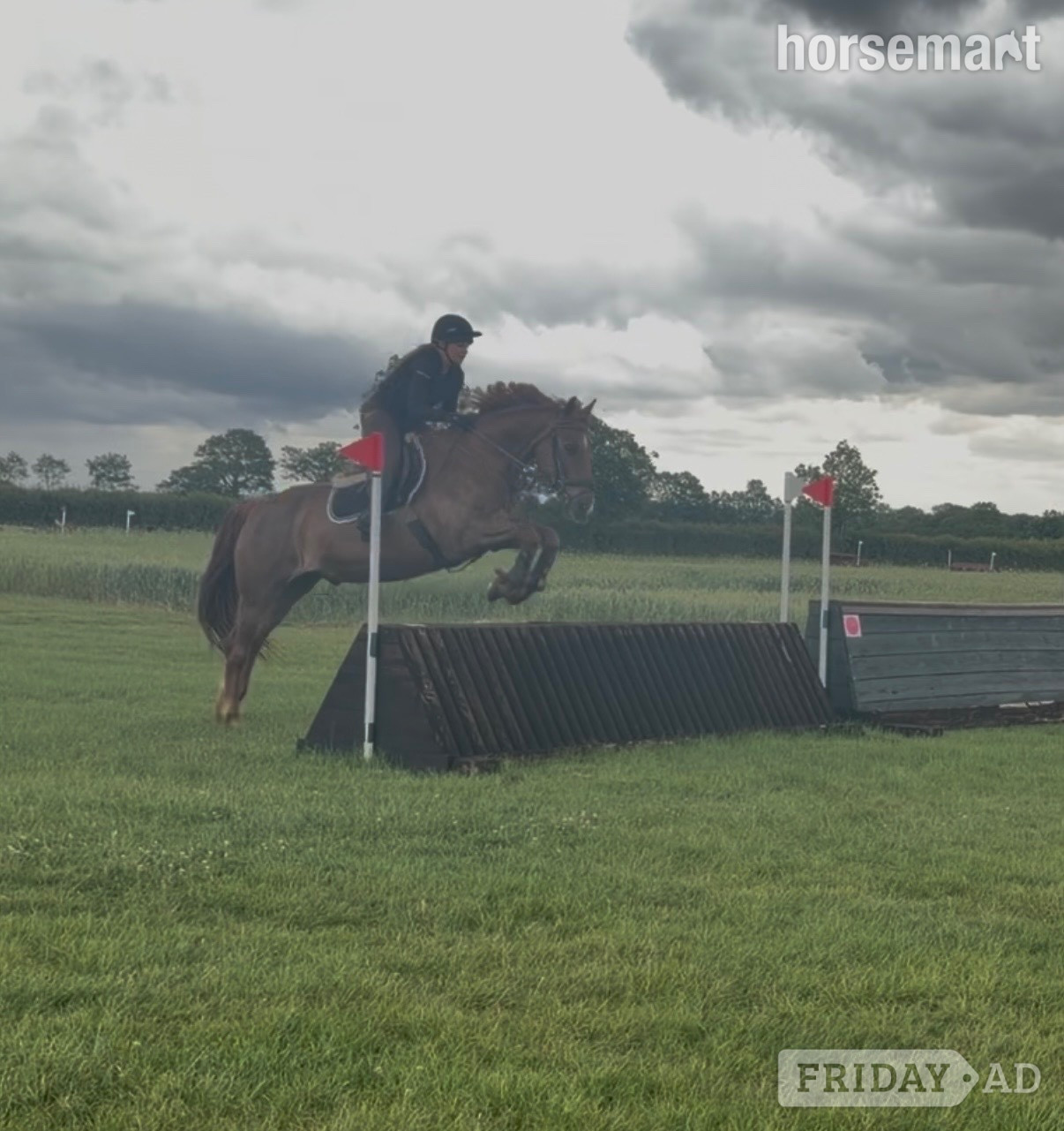 "Fanta " Chestnut Gelding All Rounder - Horses