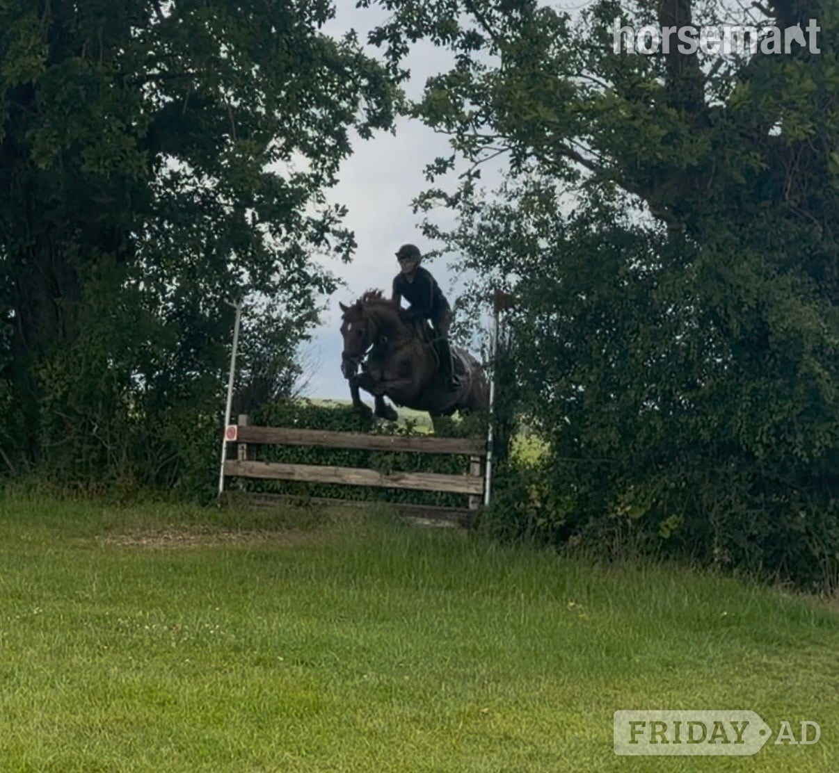 Bowers Gifford "Fanta " Chestnut Gelding All Rounder
