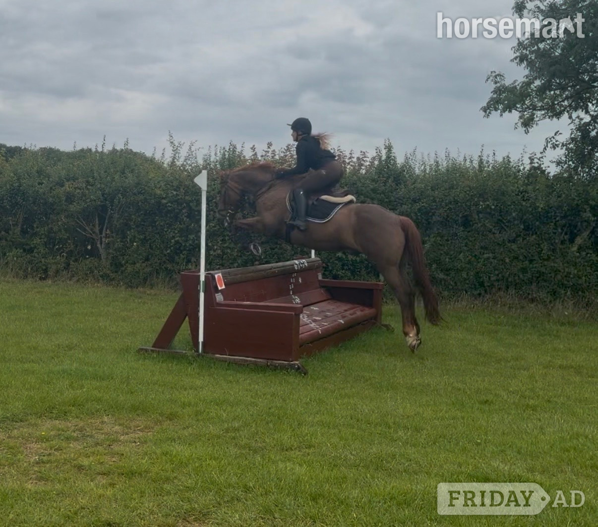 "Fanta " Chestnut Gelding All Rounder - Horses in Bowers Gifford