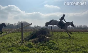 "Matilda " Dun Mare All Rounder