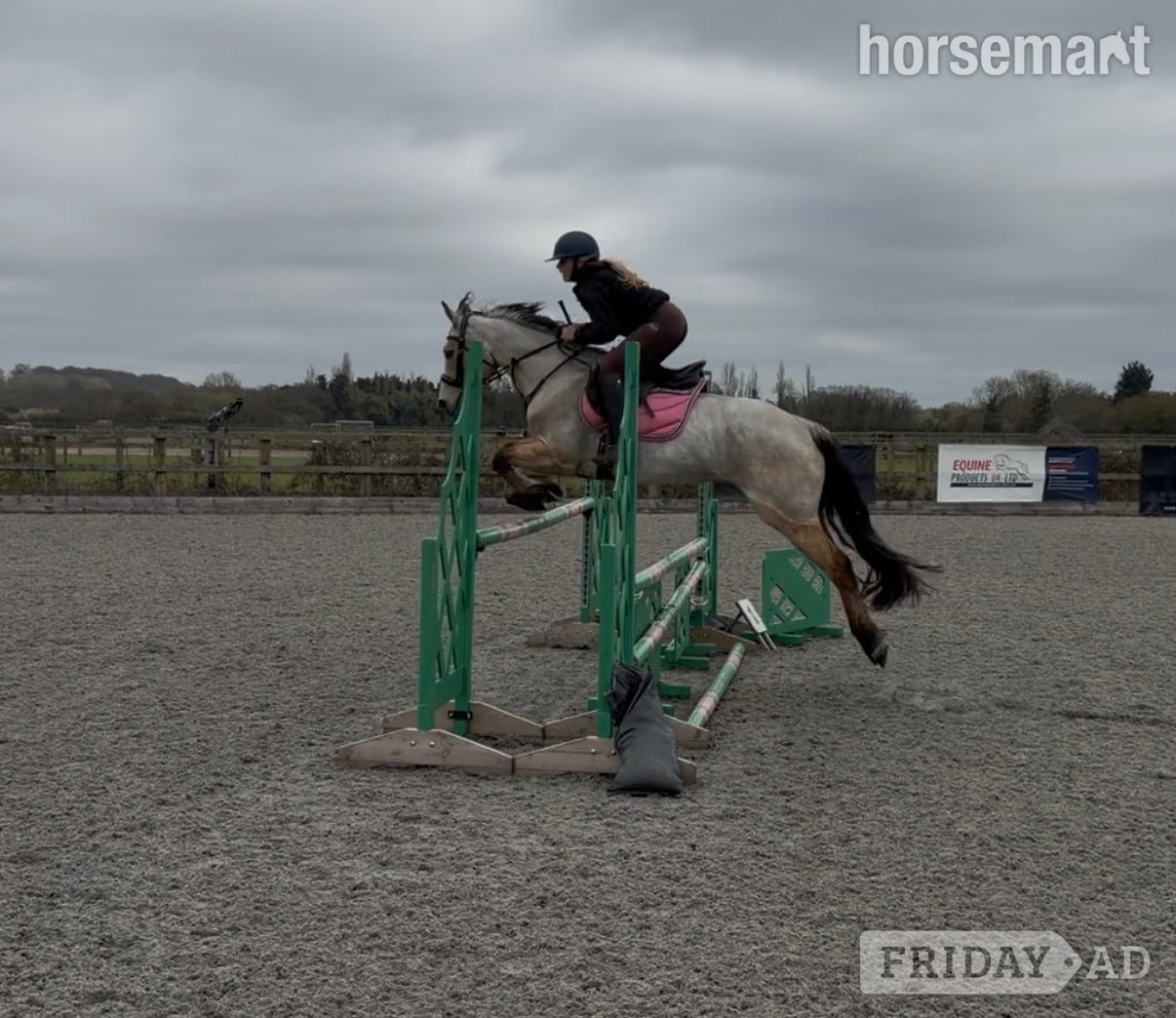 "Matilda " Dun Mare All Rounder - Horses in Bowers Gifford