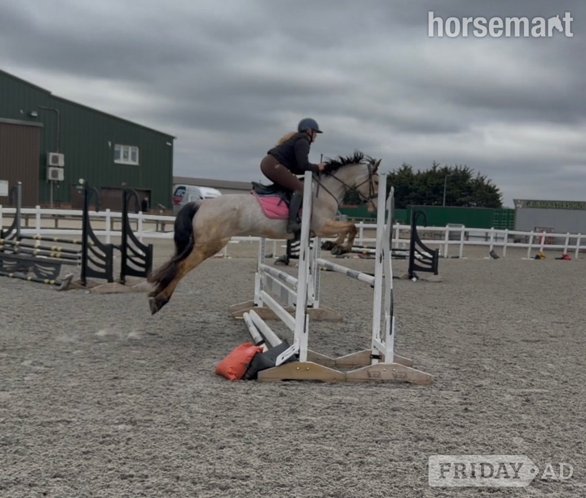 Bowers Gifford "Matilda " Dun Mare All Rounder