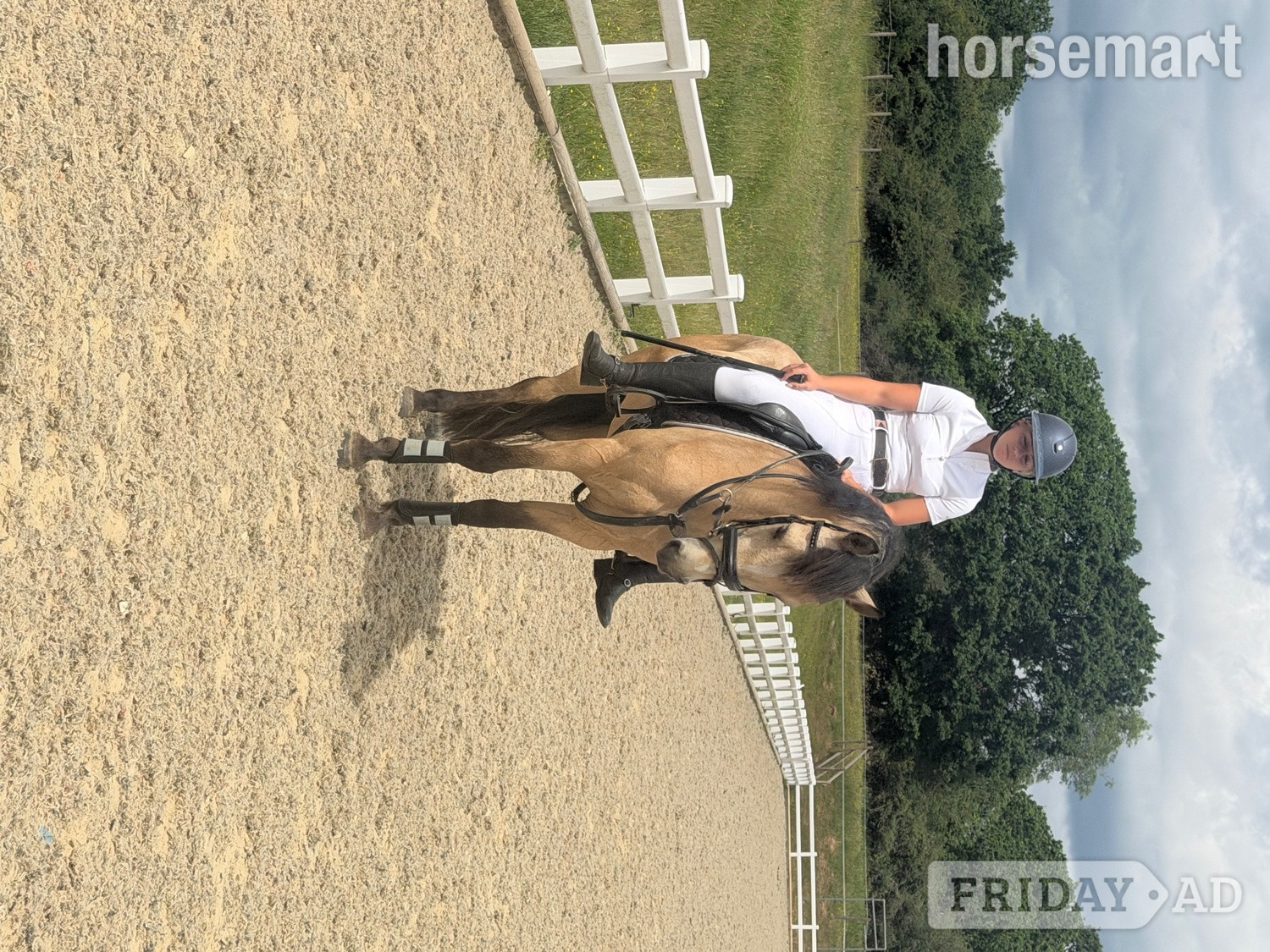 "Matilda " Dun Mare All Rounder