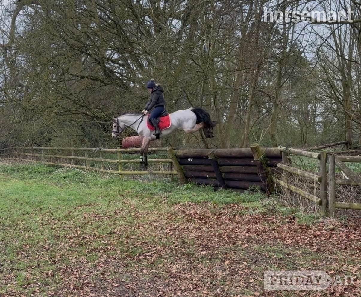 "Matilda " Dun Mare All Rounder - Horses