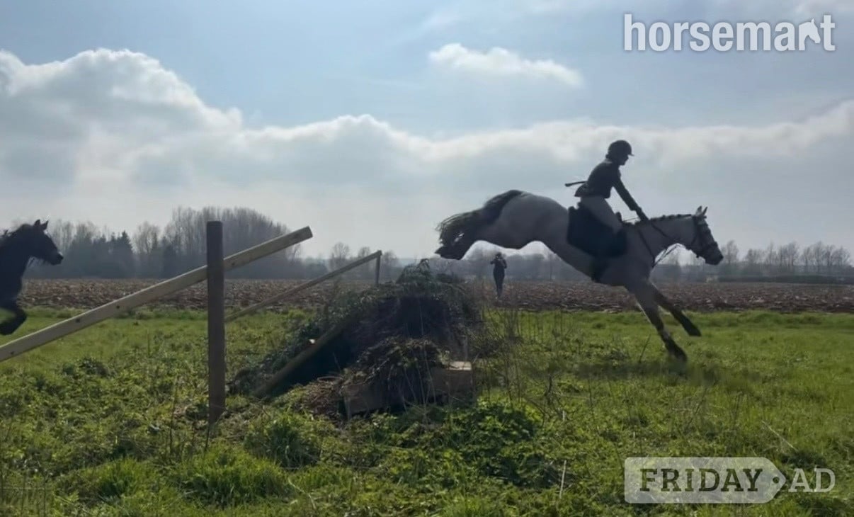 "Matilda " Dun Mare All Rounder in Bowers Gifford