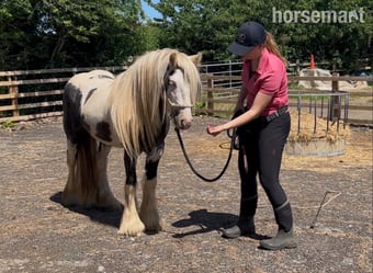 "Atlas" Piebald Gelding Cob/Heavy Horse