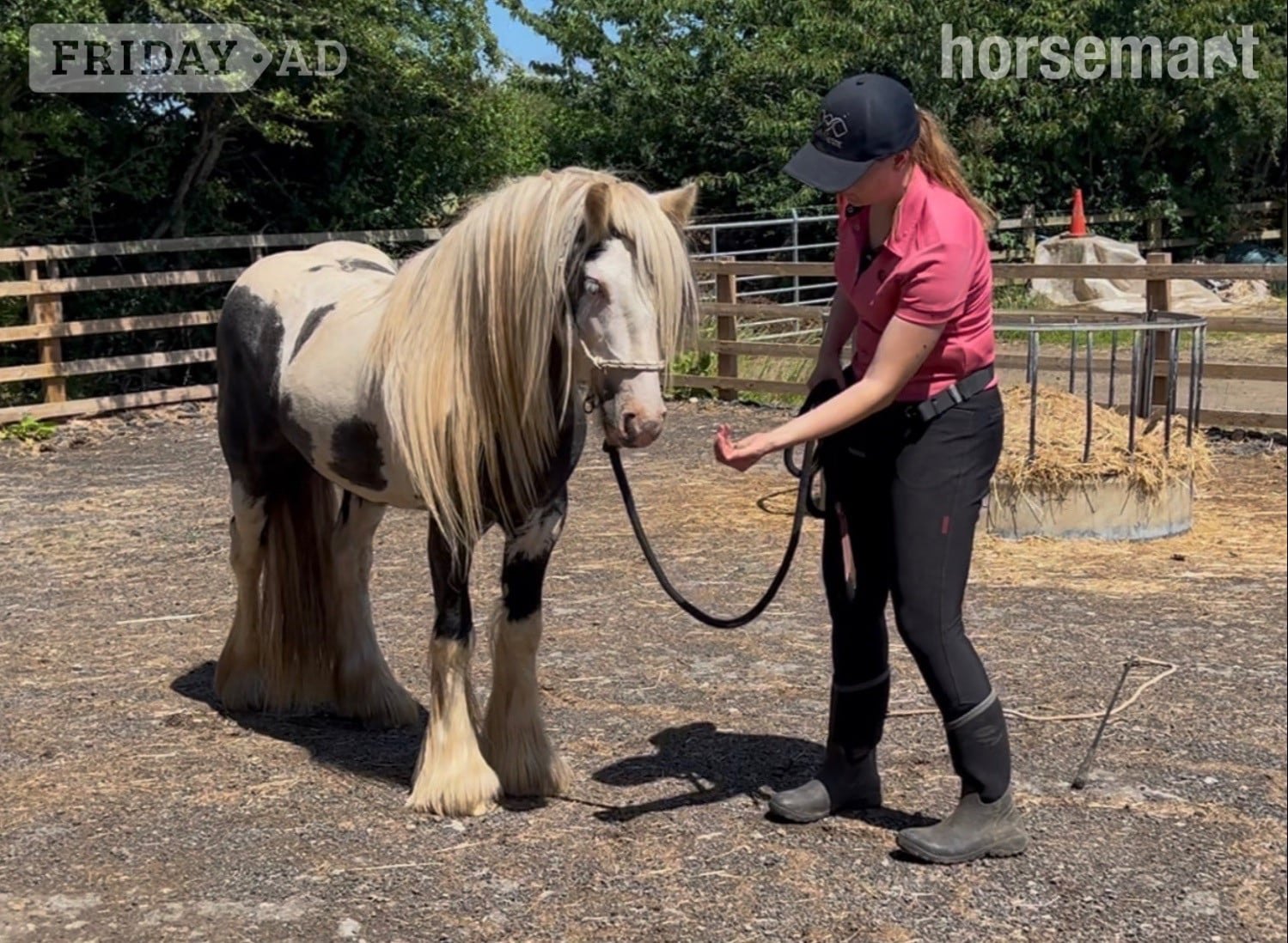 "Atlas" Piebald Gelding Cob/Heavy Horse in Redcar